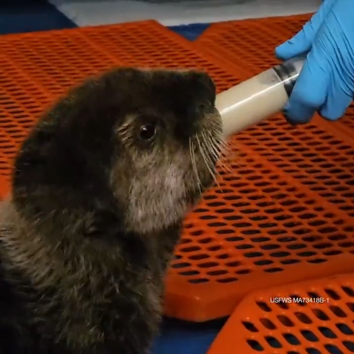 This fluffy pup was found stranded on a beach in Homer, Alaska and rescued by Alaska SeaLife Center. Since sea otter pups rely on their mothers for everything from feeding to grooming, she needs constant care to survive.