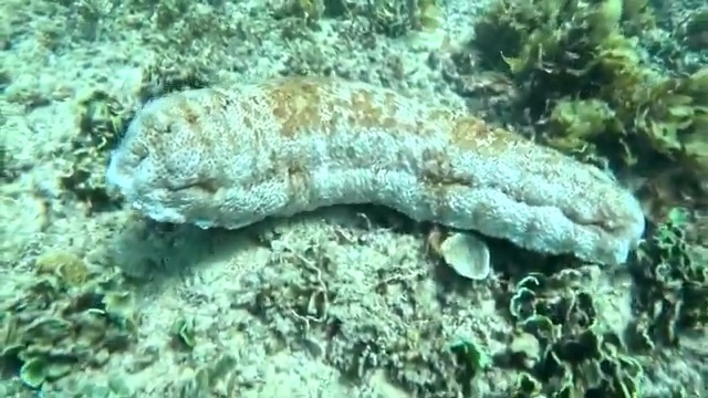 Off the coast of southern Kenya, fishermen are continuing to illegally harvest sea cucumbers destined for the Asian market, despite the damaging environmental impact