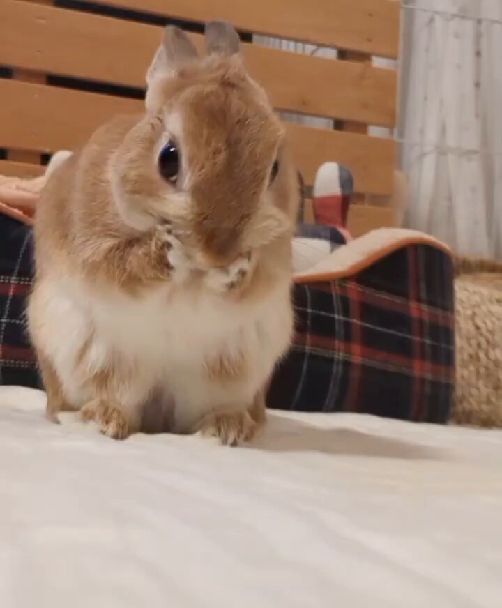 おにぎりまんのつくりかた