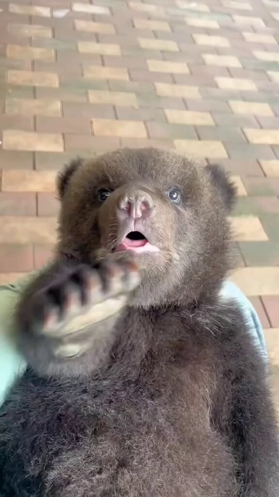 Cute baby bear 🐻♥️