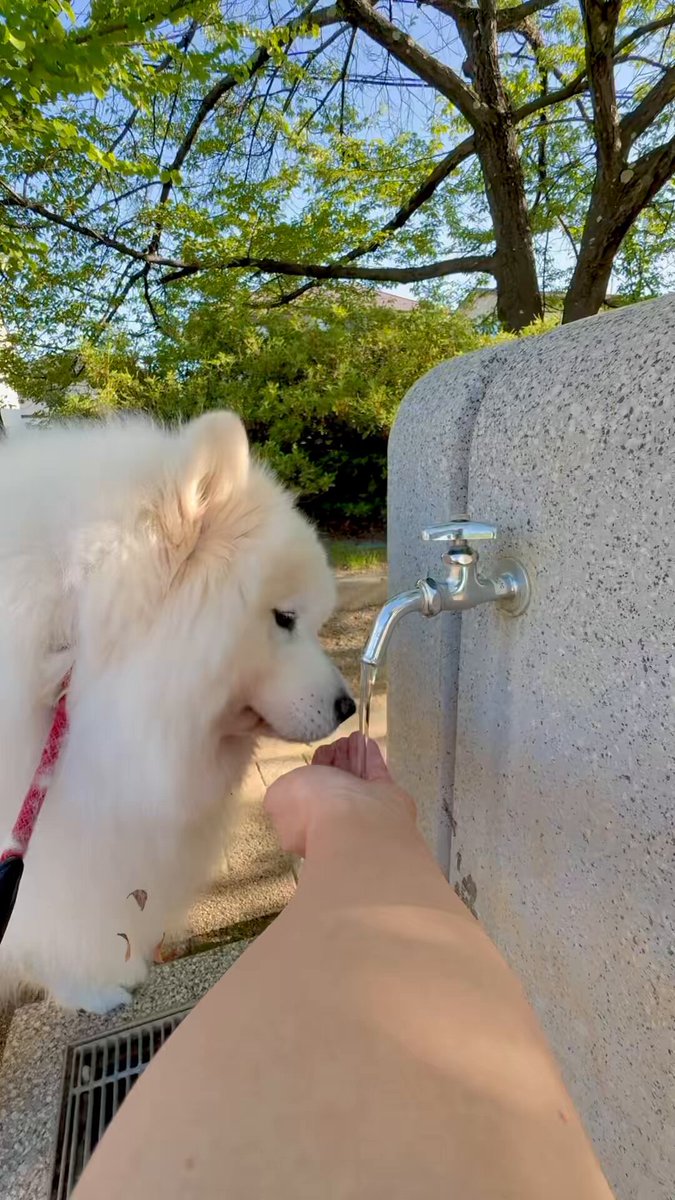 今日の予想最高気温35度💦 朝から暑いです。 水を飲む姿が愛おしい☺️ 熱中症気をつけましょう。