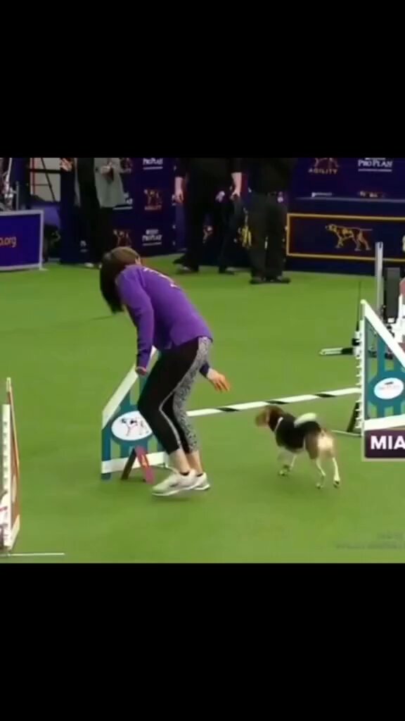 🐶🐾 •⁣⁣⁣⁣⁣⁣⁣⁣⁣⁣⁣⁣⁣⁣⁣⁣⁣⁣⁣⁣⁣⁣⁣⁣⁣⁣⁣⁣⁣⁣⁣⁣⁣⁣⁣⁣⁣⁣⁣⁣⁣⁣ 🎥 deicynguyen #beagle