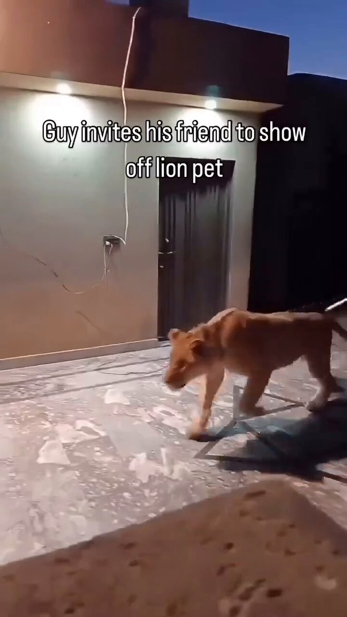 Dude invited his friend to his house so he can show off his lion 🦁 pet 😳😳 It didn’t go so well 😳