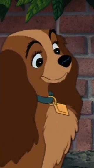 🐾 今日の私は違う？ 🐾 素敵な首輪をもらったレディは ルンルンでジョックの元へ✨ 大人になったレディへ リプライで「🐶」をたくさん送ろう💌 『#わんわん物語』は #ディズニープラス で配信中🦴
