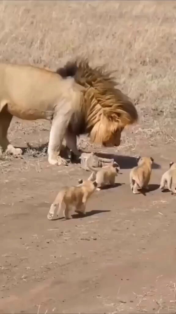 Wait for it Daddy.... is mommy coming?