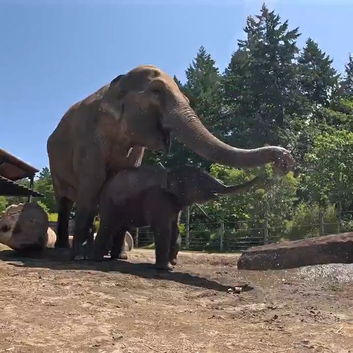 Tula-Tu is a muddy buddy