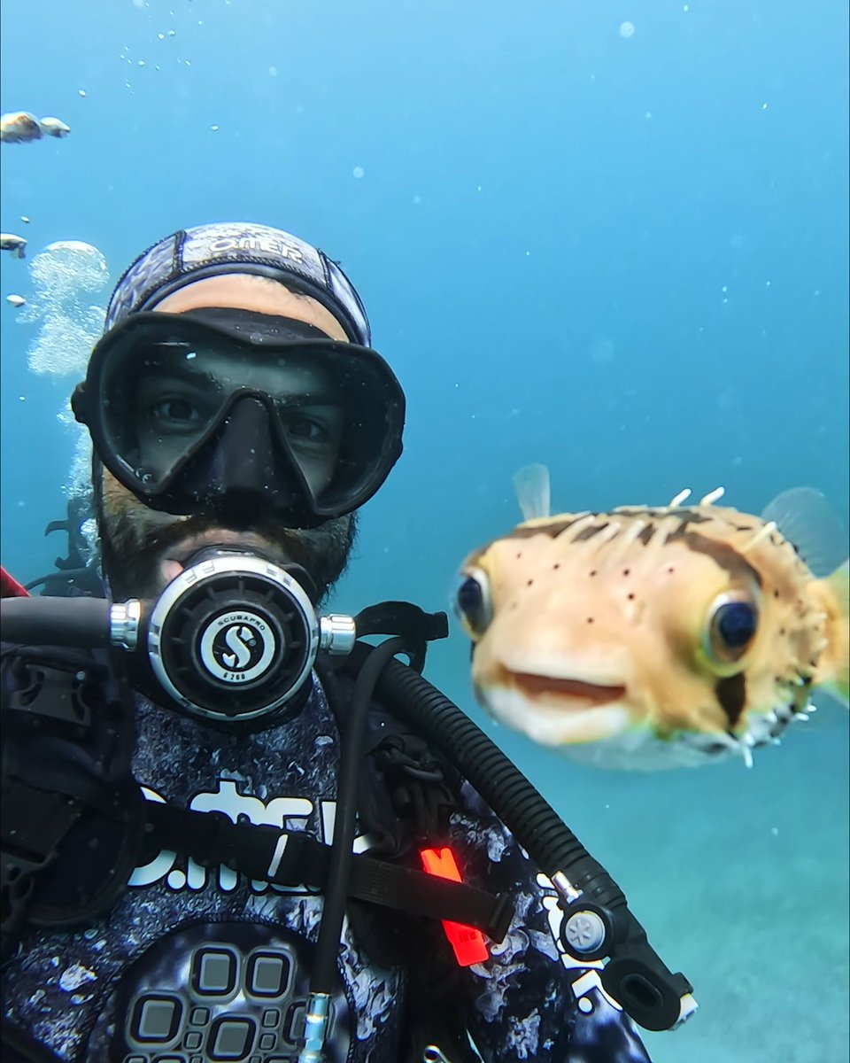 Say cheese 😃 This photogenic puffer fish earned Carlos Lozano Hernandez a $500 #GoProYourSummer award. #GoPro #WildlifePhotography #Scuba #Fish #Dive #UnderwaterPhotography