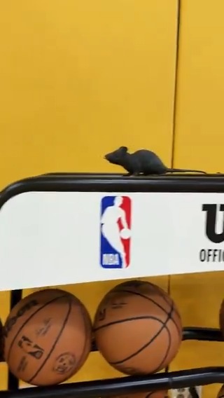 A few of the Florida Panthers’ good luck charms were spotted at Kaseya Center today… 🐀🐀🐀🐀🐀