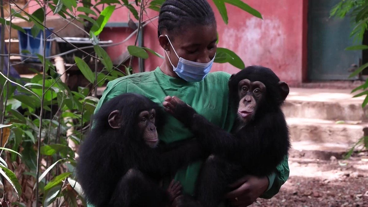 🇸🇱 VIDEO: Deforestation displaces chimps and puts water supply at risk in Sierra Leone At the Tacugama Chimpanzee Sanctuary in Freetown, two baby chimps in their caretakers' arms are unaware that deforestation and illegal building are threatening their habitat.