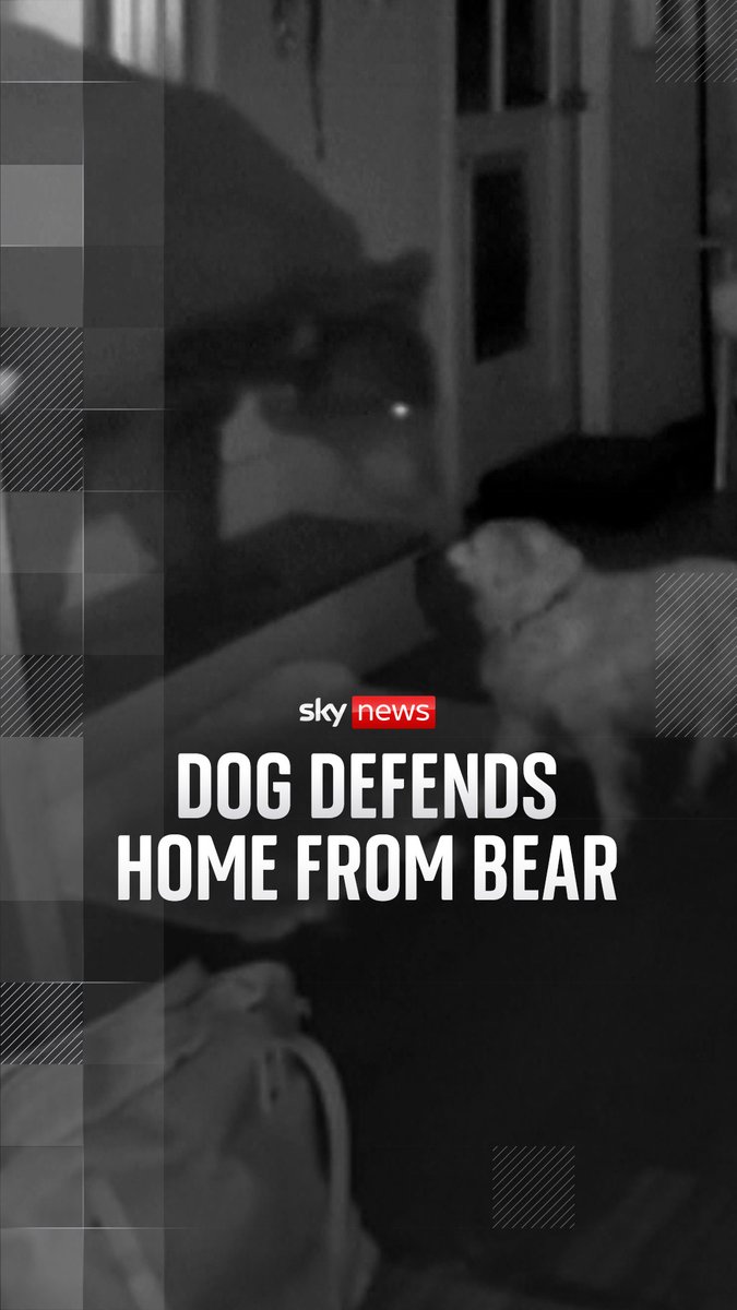 Footage shows the moment a bear entered a house in Southern California, only to be met by a courageous dog named Doodle.