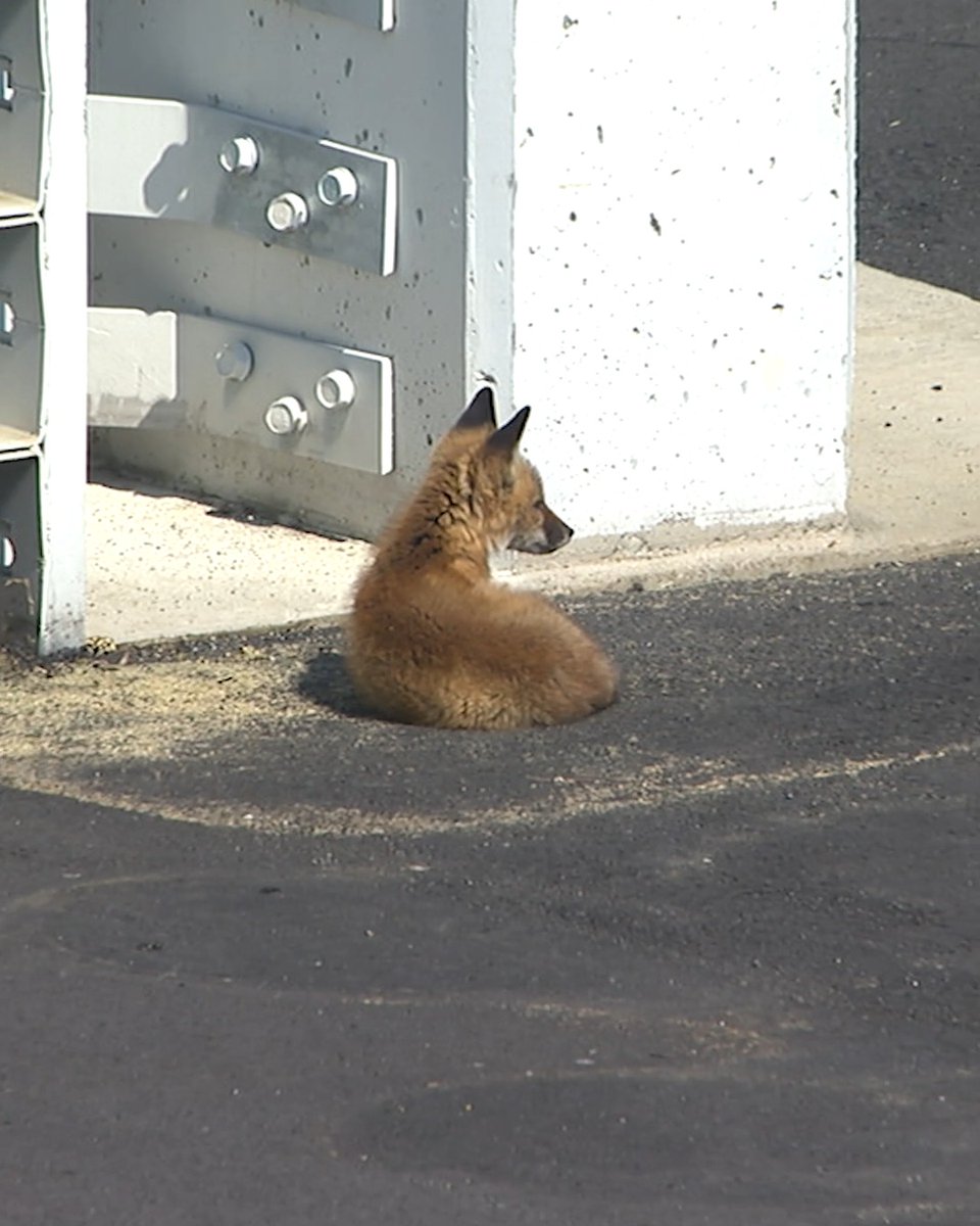 Very on brand for Pocono Raceway. 🦊