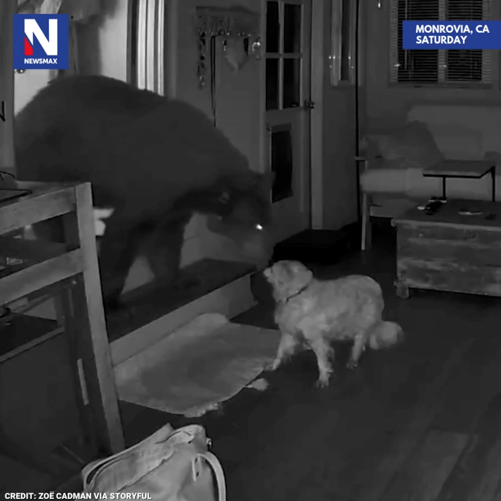 UN-BEARABLE ENCOUNTER: A small, fearless dog had the showdown of a lifetime when a big black bear broke into a house in Monrovia, California, on Saturday. The two animals came nose-to-nose, and the pint-sized protector barked repeatedly at the unwanted guest. The black bear continued to explore the house but eventually lost interest and left on its own.