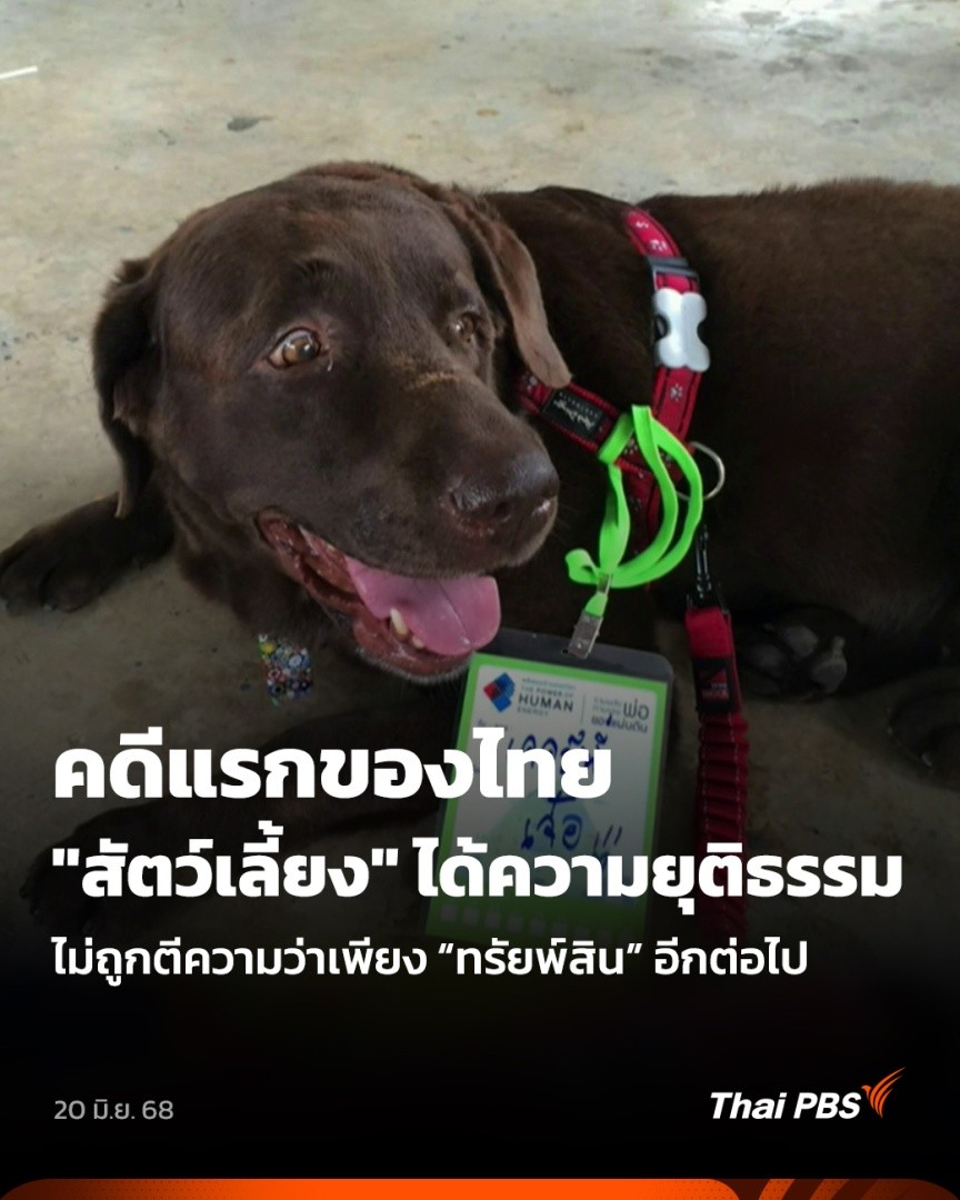 คดีการตายของ "เจอร์นี่" สุนัขลาบราดอร์วัย 11 ปี คือจุดเปลี่ยนสำคัญ เมื่อศาลฎีกามีคำสั่งรับ "ฎีกา" ให้เดินหน้าพิจารณาคดีต่อไป นับเป็นคดีแรกของไทย ที่สัตว์เลี้ยงจะได้รับความเป็นธรรมไม่ตายฟรี โดยจะไม่ได้ถูกตีความว่าเพียง "ทรัยพ์สิน" อีกต่อไป #วันใหม่ไทยพีบีเอส #ThaiPBS