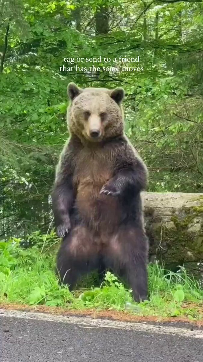 The bear necessities 🐻