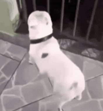 近所の猟師さんの犬でした。田舎は名前と集落で個人特定簡単に出来ますので心配された方ご安心ください！ 例えば千頭のめんぱ屋と言えば前田だとわかるようにです 帰るときに飼い主に嬉しそうに飛びついてましたよ！