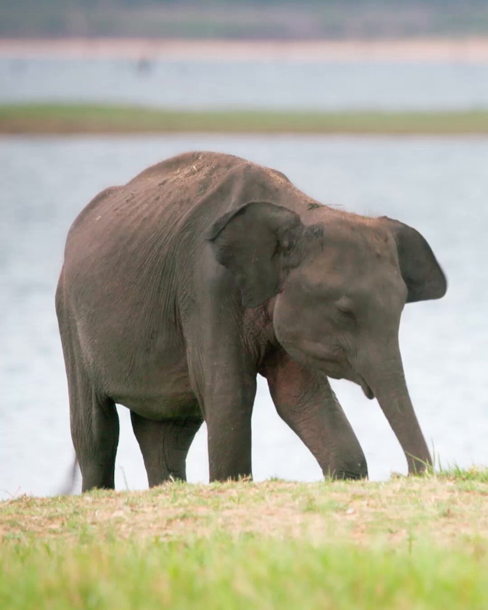 Meet Chinthaka, a Veterinary Ranger working to reduce human-elephant conflict in Sri Lanka. See his vital work in Guardians on BBC Earth.