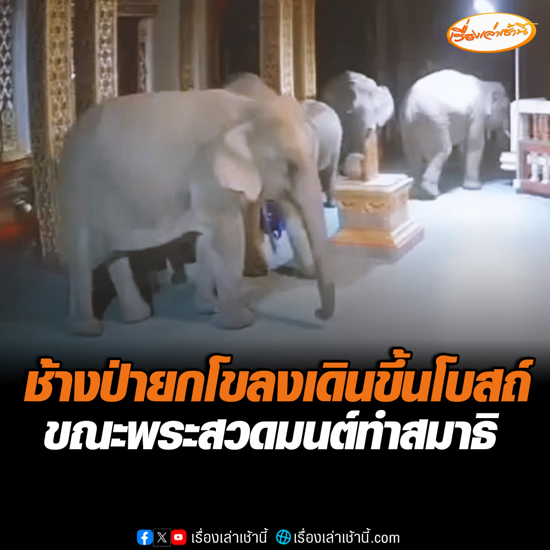 “ช้างป่า” ยกโขลงเดินวนเวียนรอบโบสถ์ วัดถ้ำสาริกา กลางดึก ขณะพระสวดมนต์นั่งทำสมาธิ ซ้ำยังทำแทงก์น้ำพังเสียหาย #เรื่องเล่าเช้านี้ #ข่าวช่อง3 #ข่าวภูมิภาค #นครนายก #ช้างป่า