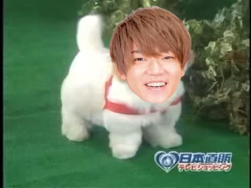 そわそわそわ...... 愛犬ロボ『めいにこくん』 YouTube → TikTok →