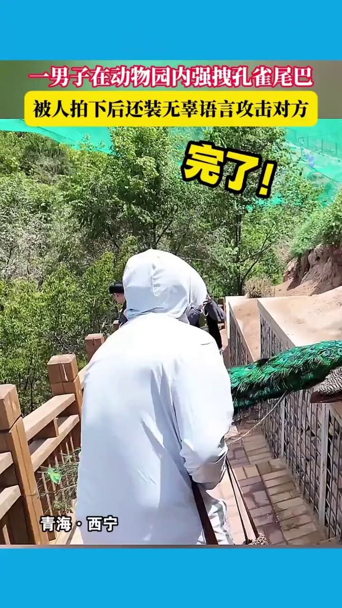 支那蟑螂遊客出征西寧動物園拉拽孔雀尾巴羽毛好開心 😄😄😄