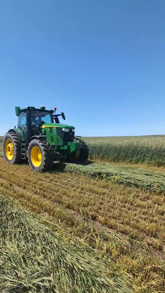 This is the first crop (rye for hay) that we are getting off the last rock project we finished.. gonna be some fine farm ground once it's completely finished.. will protill couple more times to level better and pick few more rocks and then should b ready for no-till!.