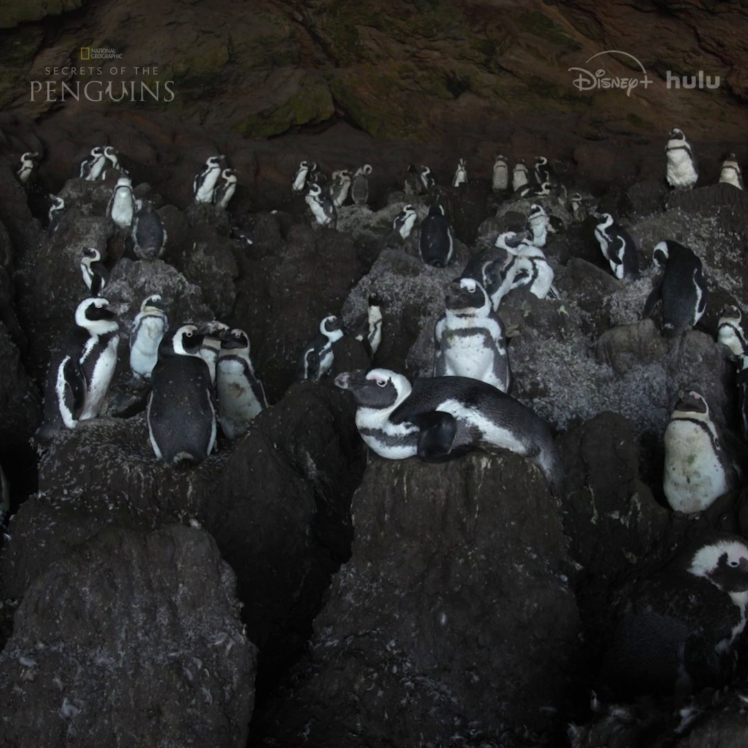 For these African penguins, home is where the cave is. #SecretsOfThePenguins is now streaming on Disney+ and Hulu.