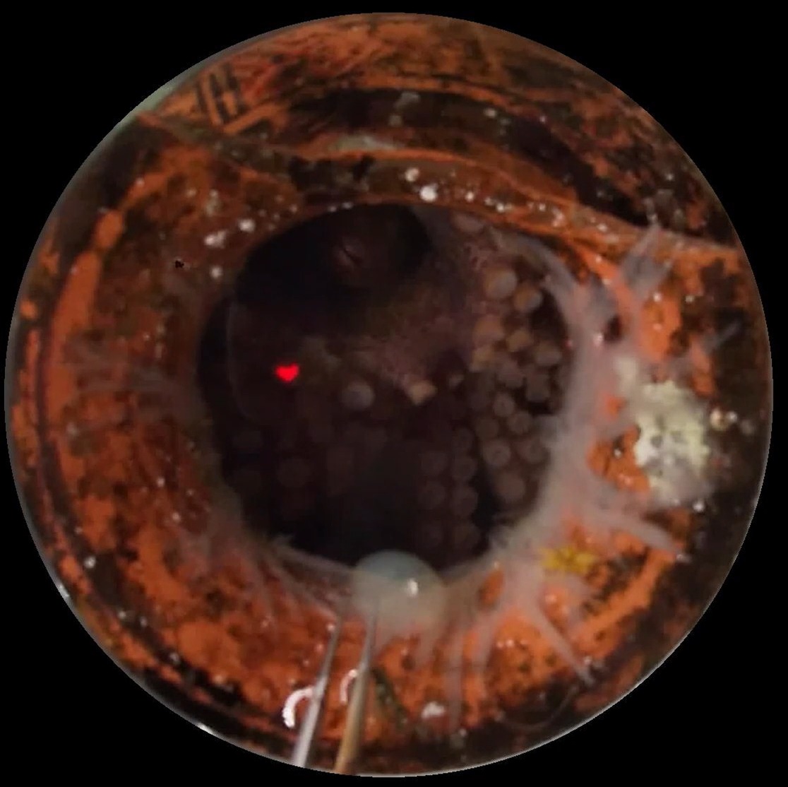 Specific molecules produced by bacteria in rotting food can activate these sucker sensors, causing octopuses to discard food or eggs that would make them or their offspring sick. Learn more: News from Science