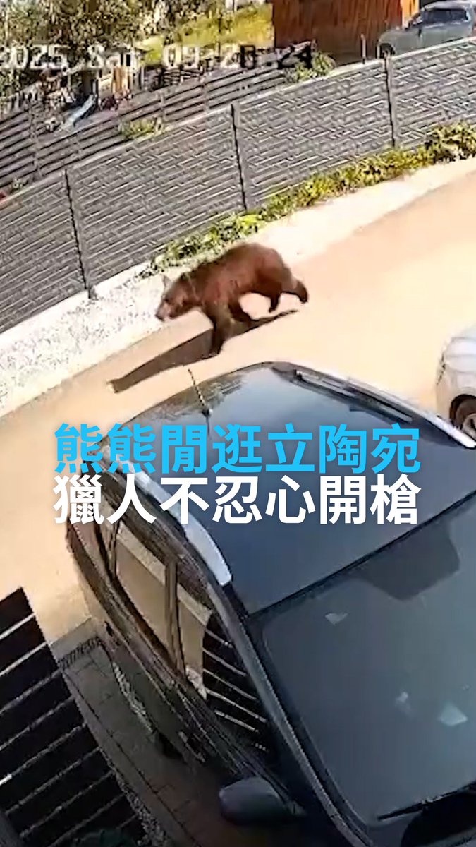 🐻外面的世界那么大,我想去看看——年轻的母熊走出森林,走进立陶宛首都绿树成荫的郊区,引起了轰动。尽管政府已经允许持证猎人对其进行射杀,但人们都不忍下手。在城中招摇过市两天后,熊可能是发现人间的生活并没有那么精彩,自行离去。