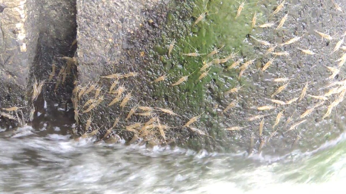 魚道を遡上するスジエビ Palaemon paucidens 前進するエビたちは、 その途中で流れに落ちてしまう。 それでも次々に登っていく。 何ともけなげである。