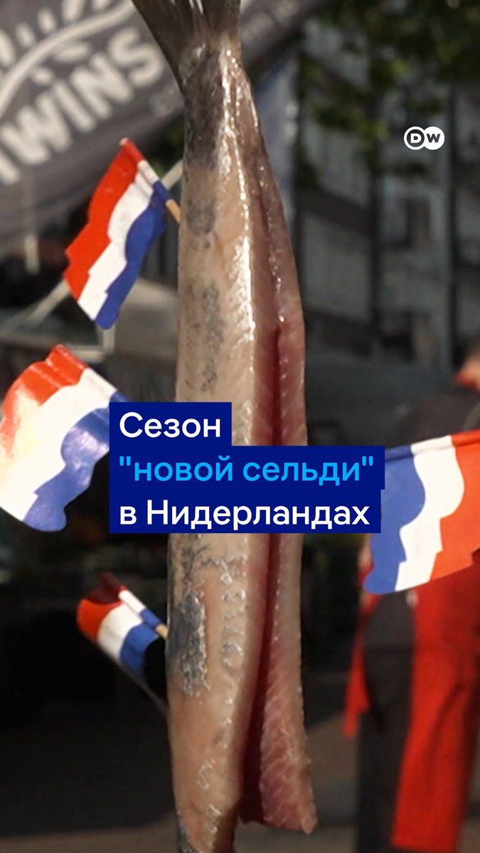 Для некоторых нидерландцев сезон свежей сельди - это самое важное время года. Активный промысел идет с июня по август - в это время свежевыловленная сельдь появляется в продаже. А едят ее традиционным способом, как - смотрите в видео DW #dweuromaxx