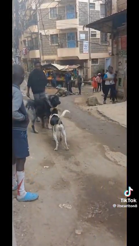 Bosco ata kama confidence is key jichunge bana babaa 😂😂😂