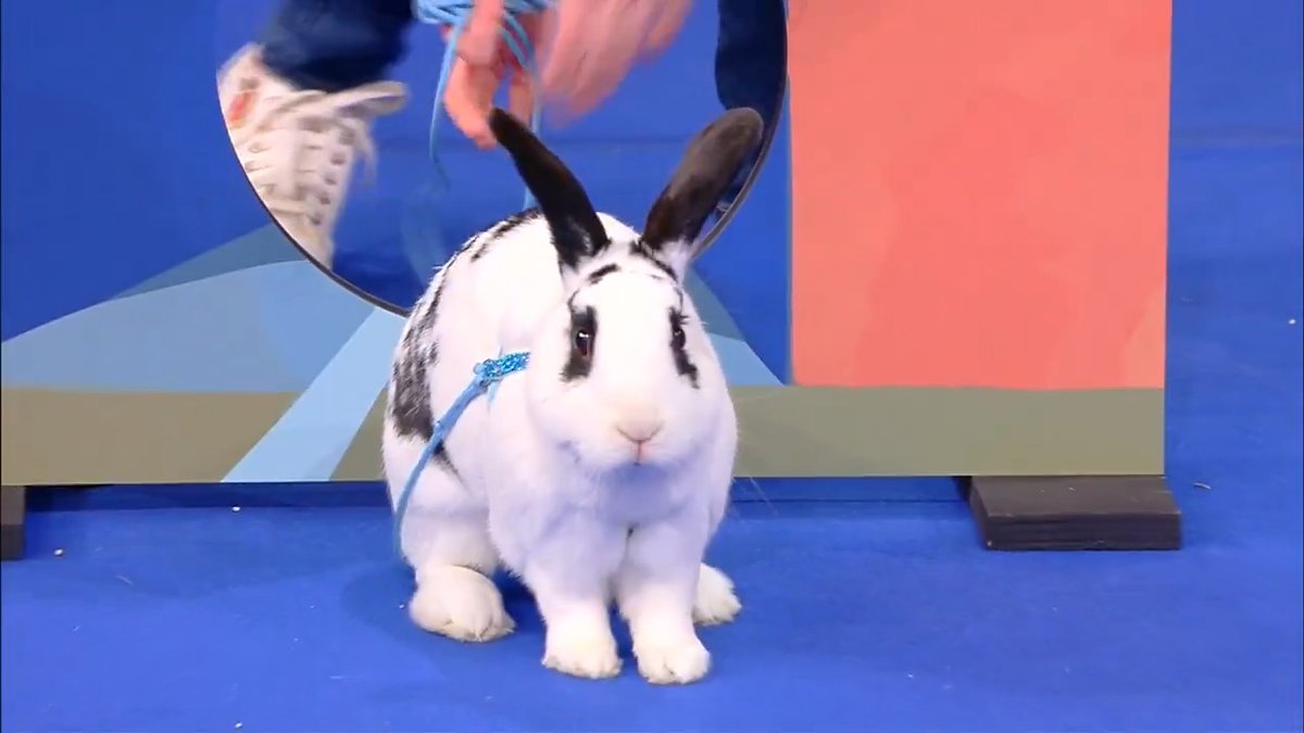 🐇 Theo es un conejo que acudió a #LaNocheDeLosRécords para intentar completar un circuito de obstáculos en el menor tiempo posible 🥕 Los animales son seres extraordinarios 🐰❤️