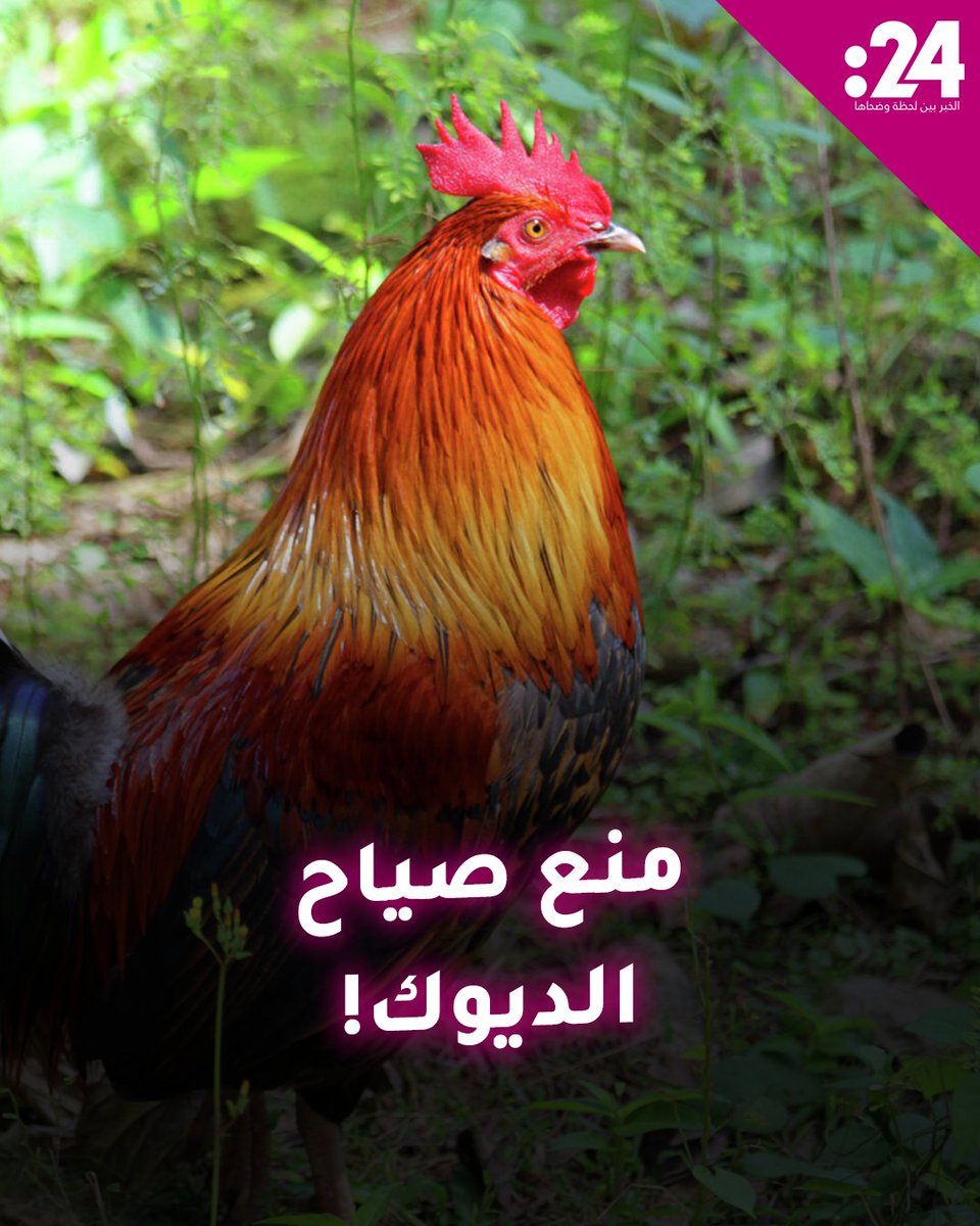 بسبب صياحها.. بلدة لبنانية تُعلن الحرب على الديوك! لمشاهدة المزيد من الفيديوهات: