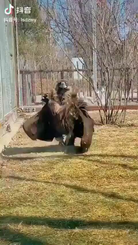 The Real Size of Animals. ~A Thread🤯 1. Meet the Cinereous Vulture, one of the largest bird species in the world, known for its impressive size and majestic presence.
