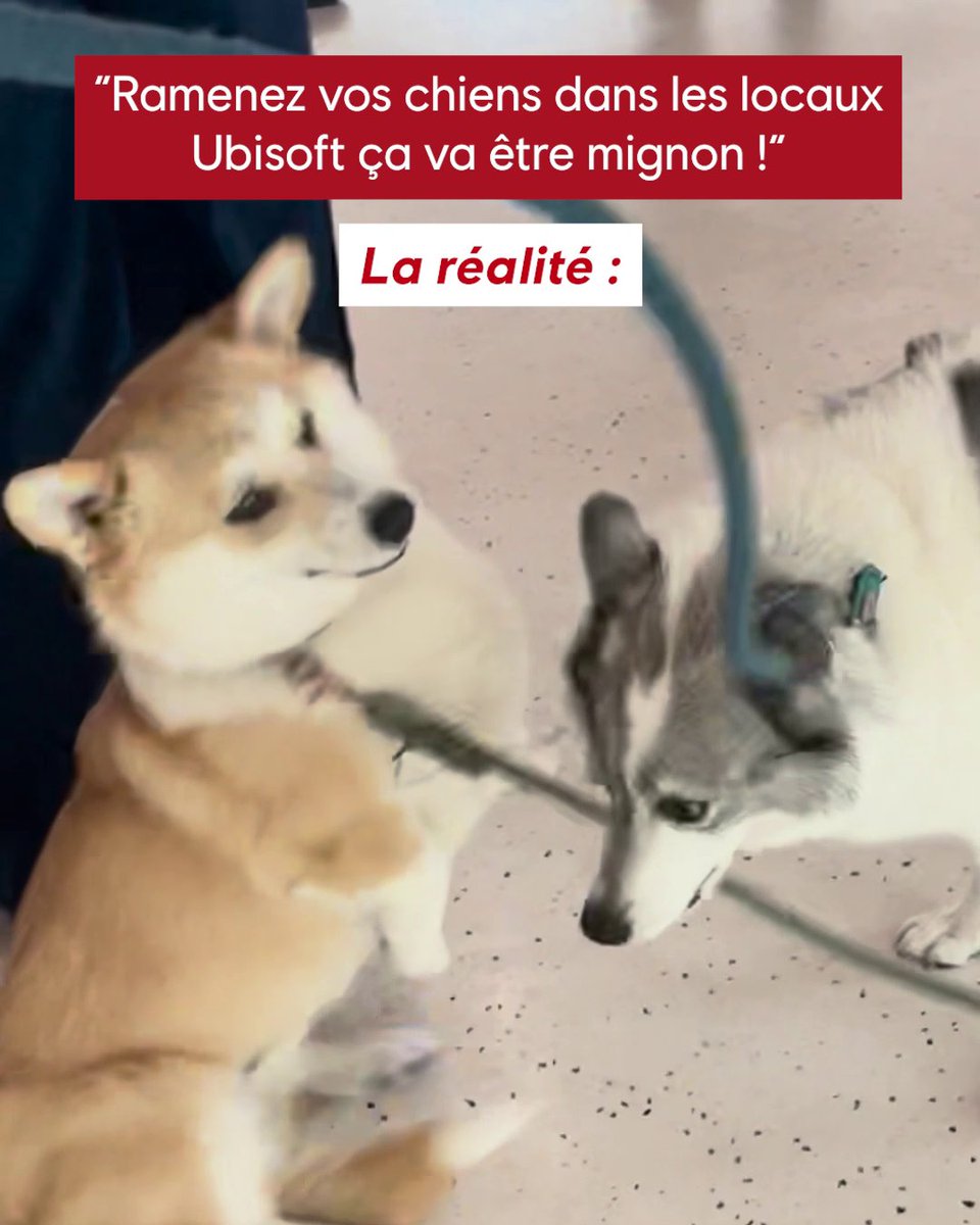 Notre brave Chorizo s'est fait dévorer 😩🐕