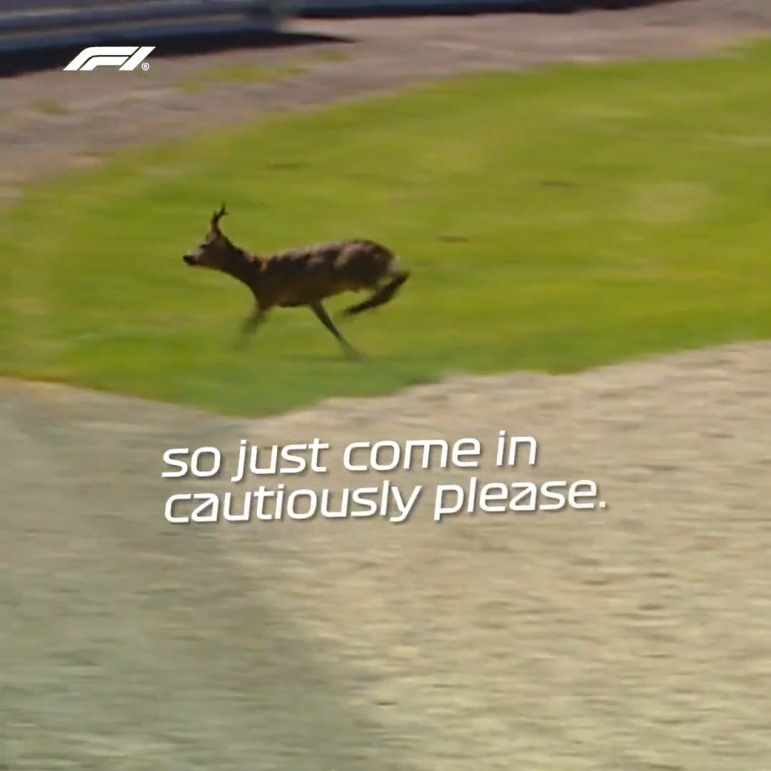 Oh deer! 🦌 An unexpected visitor leads to this radio exchange between Juan Pablo Montoya and his race engineer in 2001 🤣 #F1 #AustrianGP