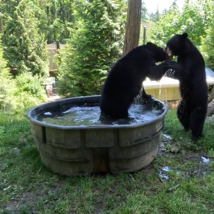 Cub a dub dub We recently celebrated #NationalBlackBearDay with special enrichment for the bears and special keeper talks for guests. A beary good time was had by all!