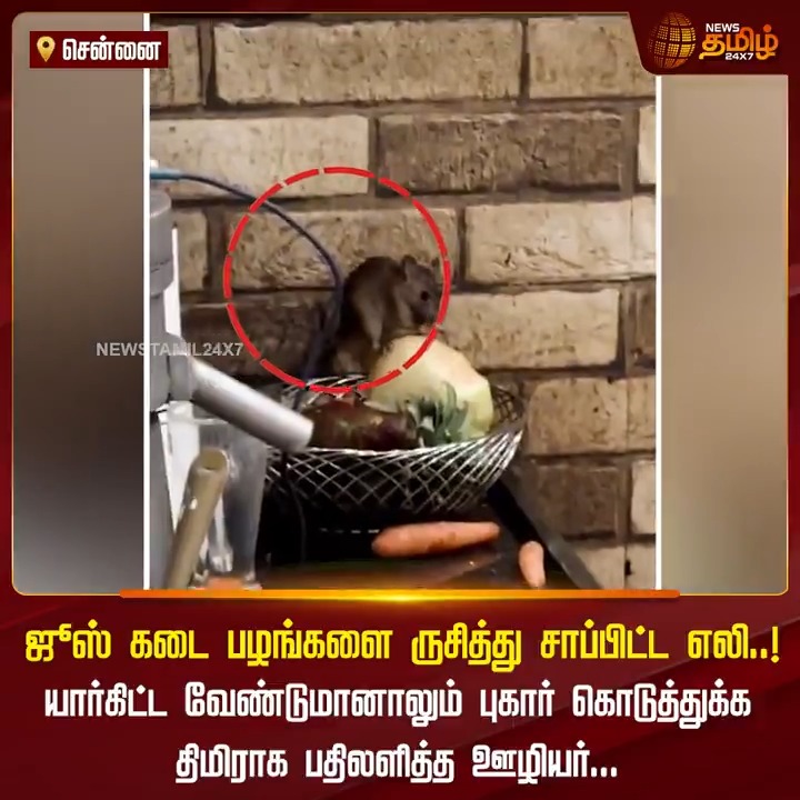 ஜூஸ் கடை பழங்களை ருசித்து சாப்பிட்ட எலி..! யார்கிட்ட வேண்டுமானாலும் புகார் கொடுத்துக்க திமிராக பதிலளித்த ஊழியர்..! #Chennai #Ratissue #JuiceShop #Fruit #TamilNews #NewsTamil #NewsTamil24x7