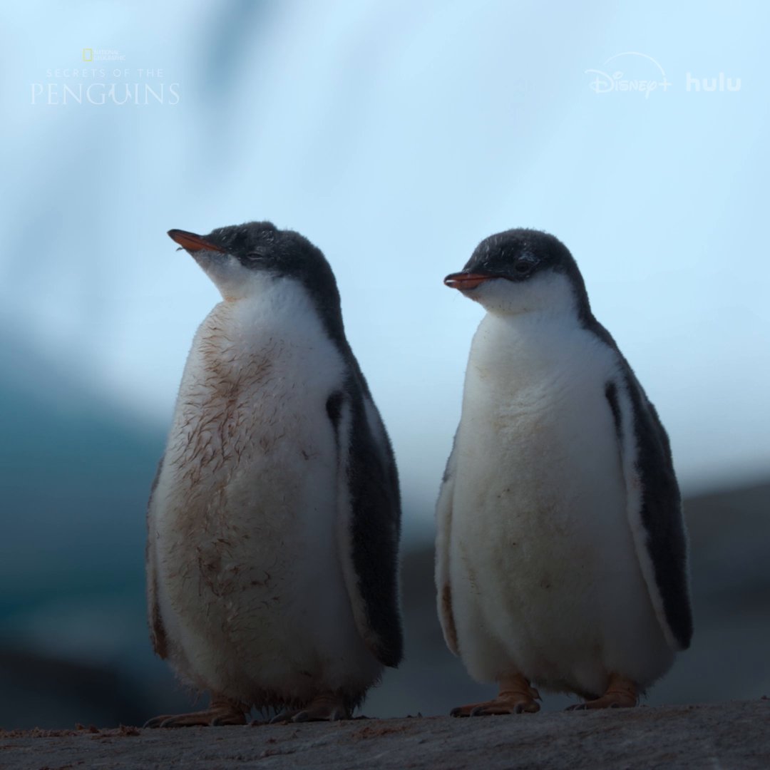 For these gentoo chicks, every mealtime means a choice—and a competition 🐧 #SecretsOfThePenguins is now streaming on Disney+ and Hulu.