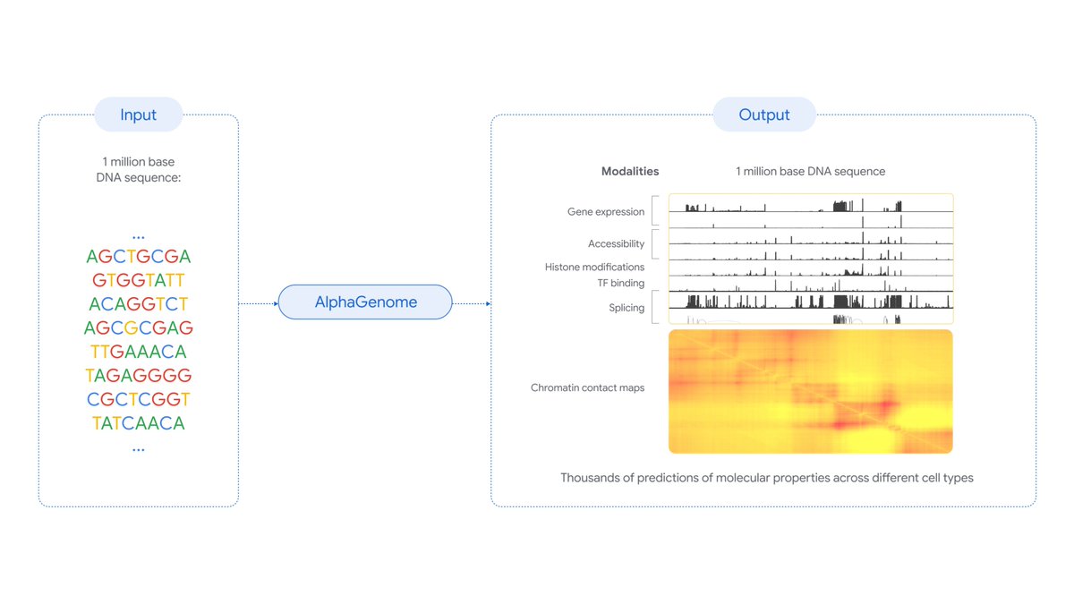 Today we introduced AlphaGenome, a new tool that can more comprehensively predict the impact of single variants or mutations in DNA 🧬 How, you ask? 🤔 tldr; Our AlphaGenome model takes a long DNA sequence as input, processes that data, and predicts thousands of molecular properties by characterizing its regulatory activity. For the full read ➡️