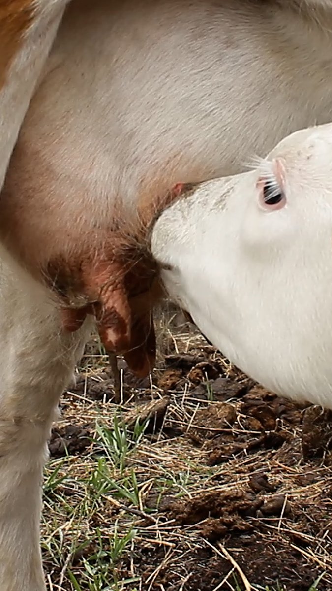 Four mothers. Four voices. One truth that’s often hidden: Cows used for dairy are mothers too—and their babies are stolen from them. Watch. Listen. Learn more about our new investigation at Thank you, Donna D'Errico, Persia White, Tara Strong, and Jessica Parker Kennedy, for speaking up for the mothers whose cries so often go unheard. #MercyForAnimals #DairyIndustry #DairyProducts #UndercoverFootage #UndercoverInvestigation #DitchDairy #DonnaDErrico Donna D'Errico #PersiaWhite persiawhite #TaraStrong tara strong #JessicaParkerKennedy Jessica P Kennedy