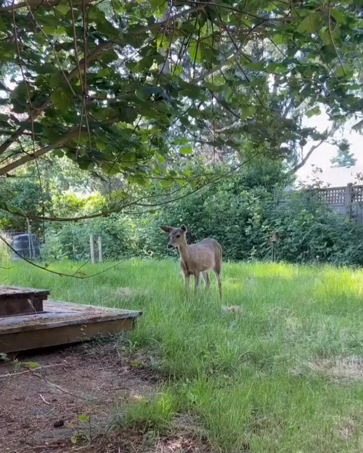 Cat making friends with a deer..🐈🐾🦌😍