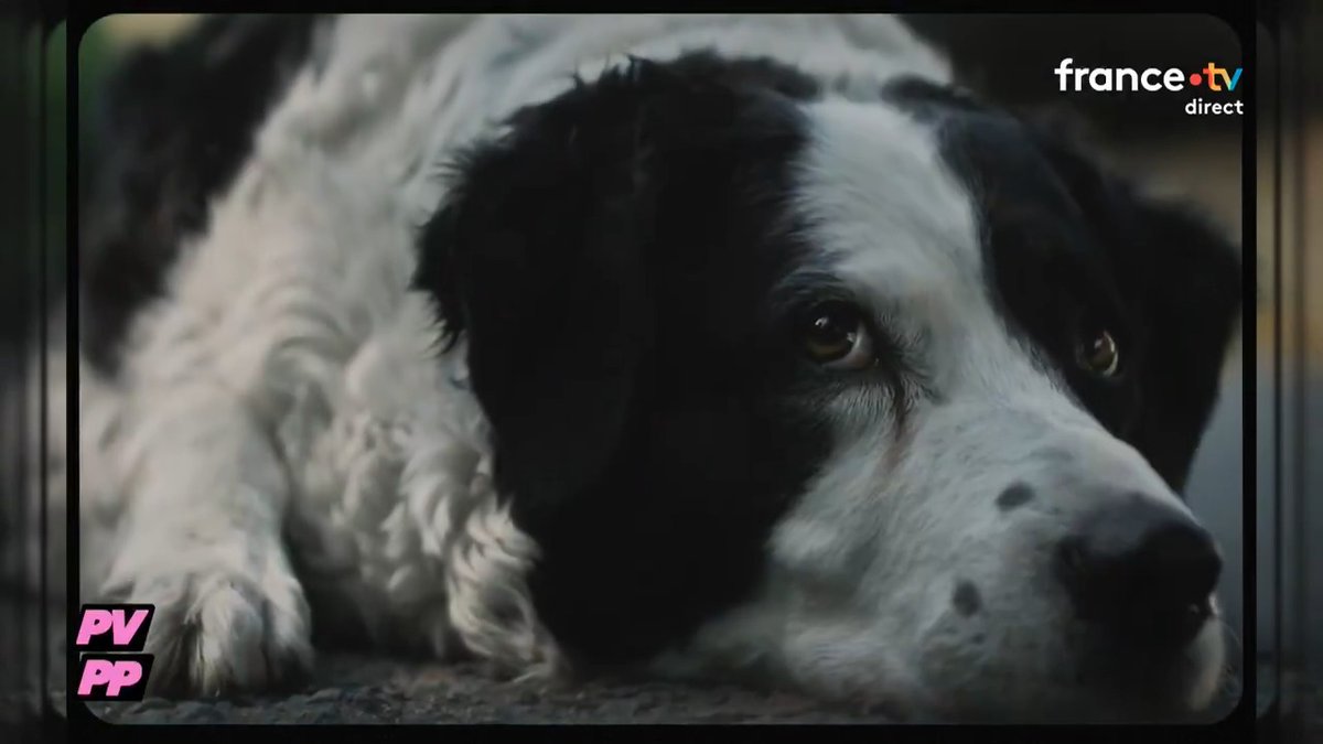 ๐ถ Lโacteur et rรฉalisateur Gilles Lellouche sโengage pour la nouvelle campagne de la La SPA France. Un moment dโรฉmotion oรน il incarne un animal qui se confie ร son maรฎtre, partageant sa peur la plus profonde : รชtre abandonnรฉ โจ ๐ Le #PVPP de Mohamed Bouhafsi dans #Cร Vous