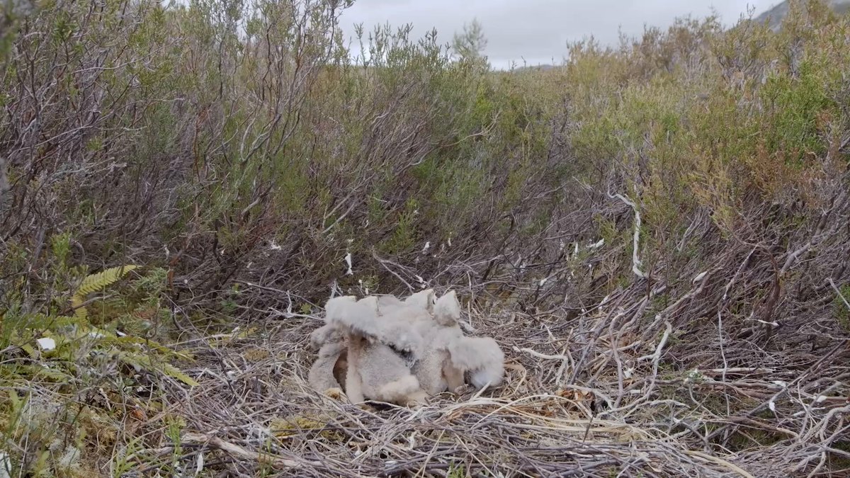 The illegal killing of Hen Harriers has hit a devastating new high. ⚠️ A new RSPB report reveals 102 incidents in just five years - with the majority on, or near, grouse moors. A thread…