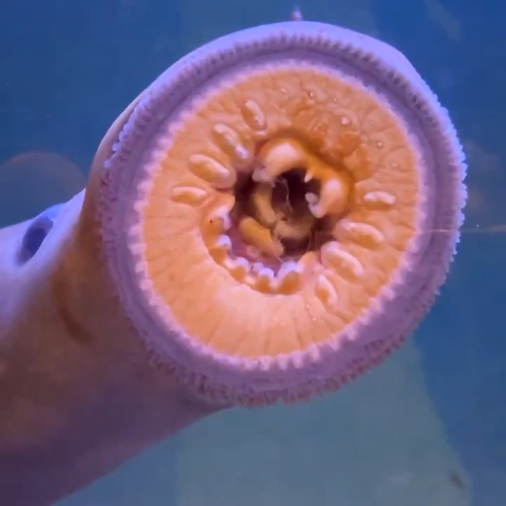 A group of VIJFs (very important jawless fish) arrived at the zoo last week from nearby Willamette Falls.