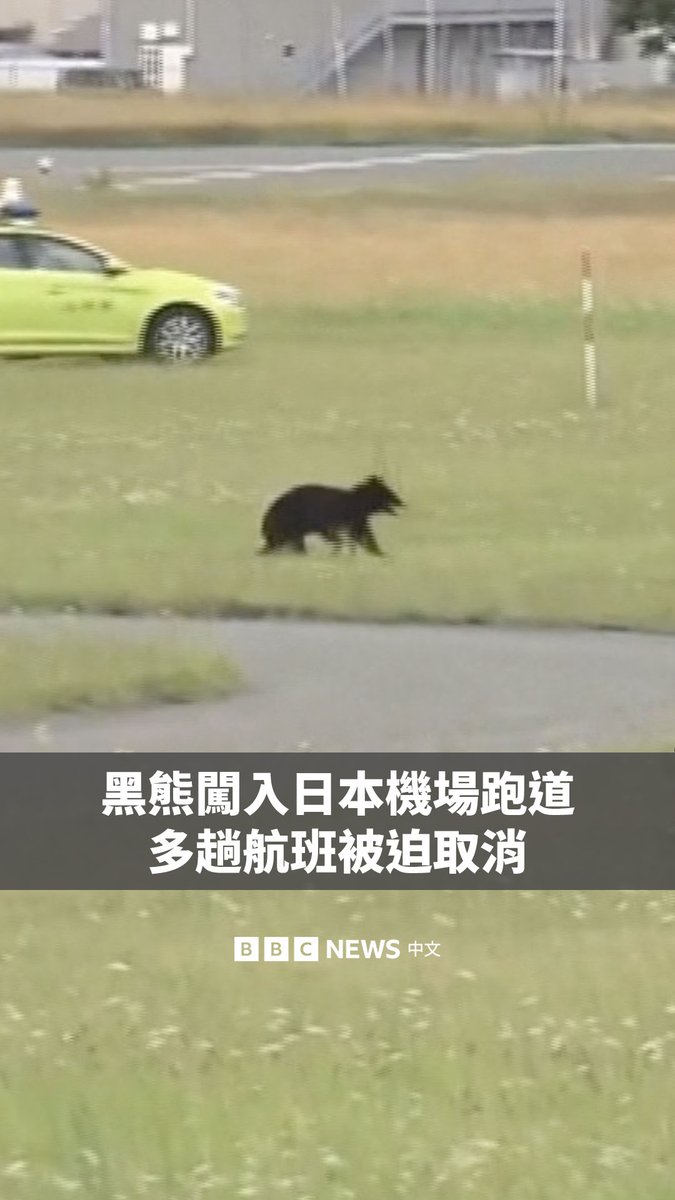 日本山形机场发生“熊出没”。一只黑熊周四（6月26日）闯入该机场的跑道，造成十余架航班取消。这是该熊第二次出现在机场范围内，当局仍在试图追捕它。