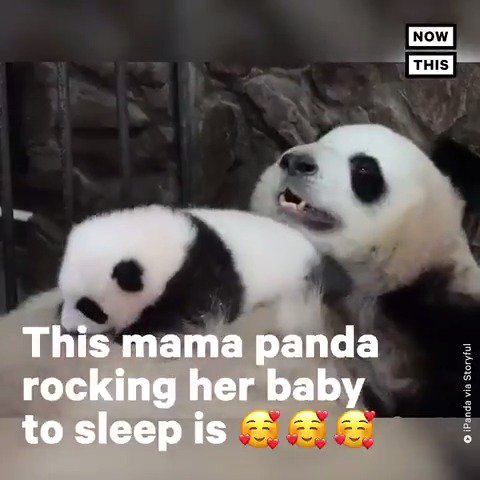 This mama panda rocking her baby to sleep