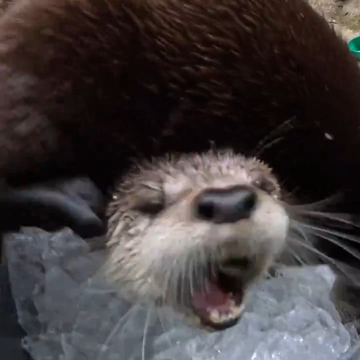 otter chaos