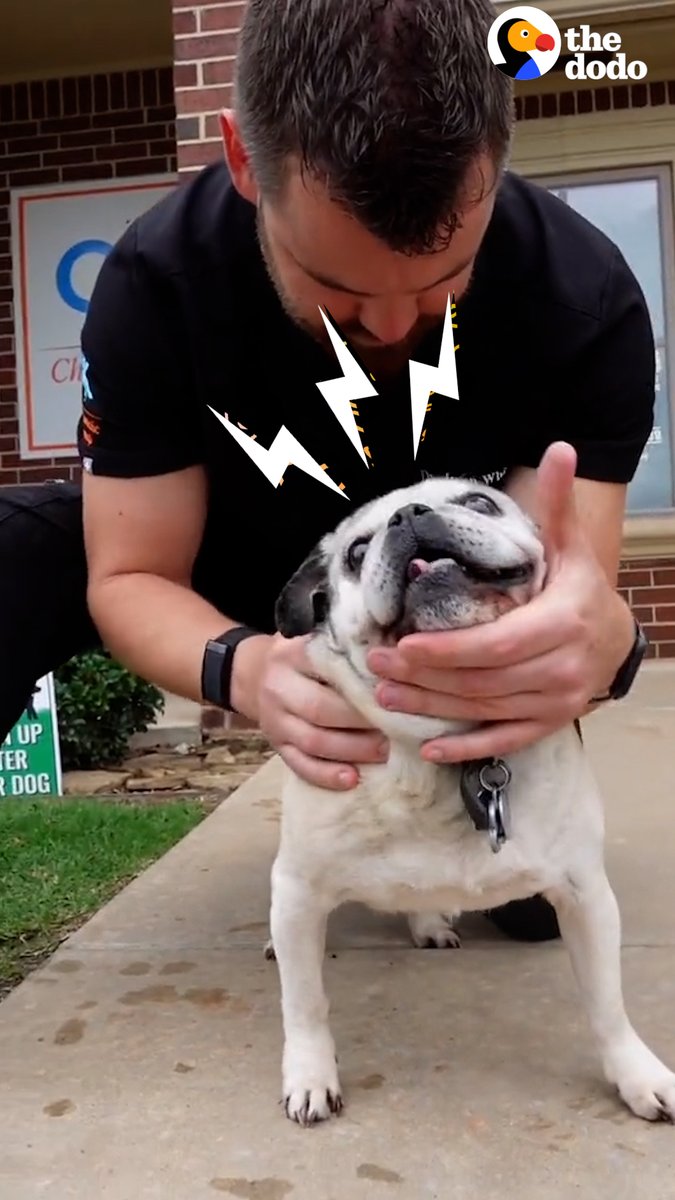 DJ Kam Bennett This guy is a chiropractor for animals! Watch him realign a wild lionโs back ๐ฆ