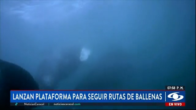 La organización WWF Colombia revela por primera vez las super autopistas que recorren las ballenas en el mundo para alimentarse, reproducirse y descansar, y lo hace a través de una plataforma digital pública que detalla sus rutas migratorias. Más en