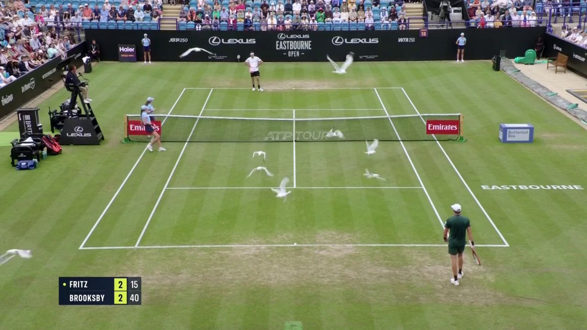 The seagulls didn't want to miss the Eastbourne Open final 😆